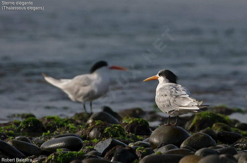 Elegant Tern