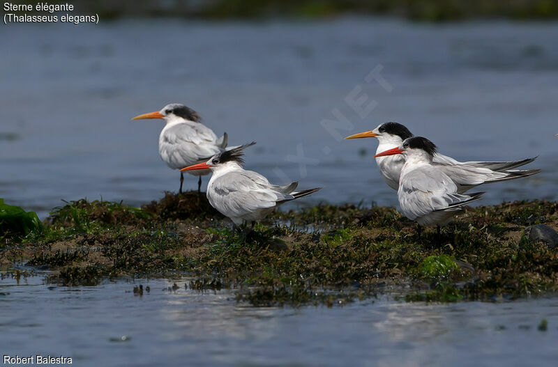 Elegant Tern