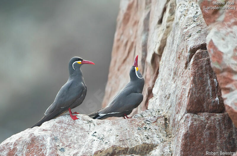 Inca Tern