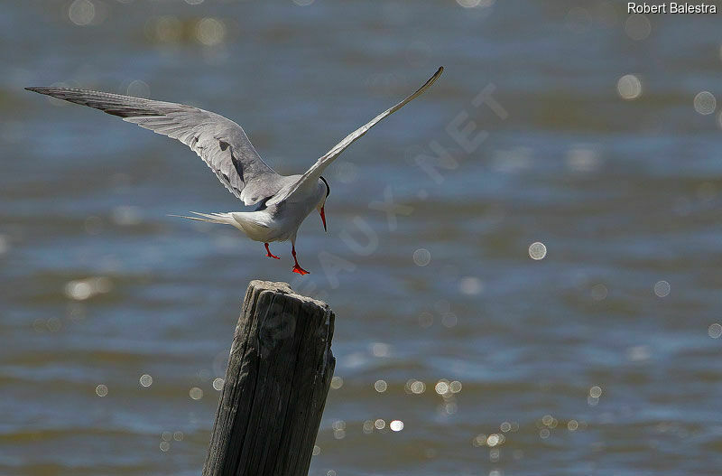 Common Tern