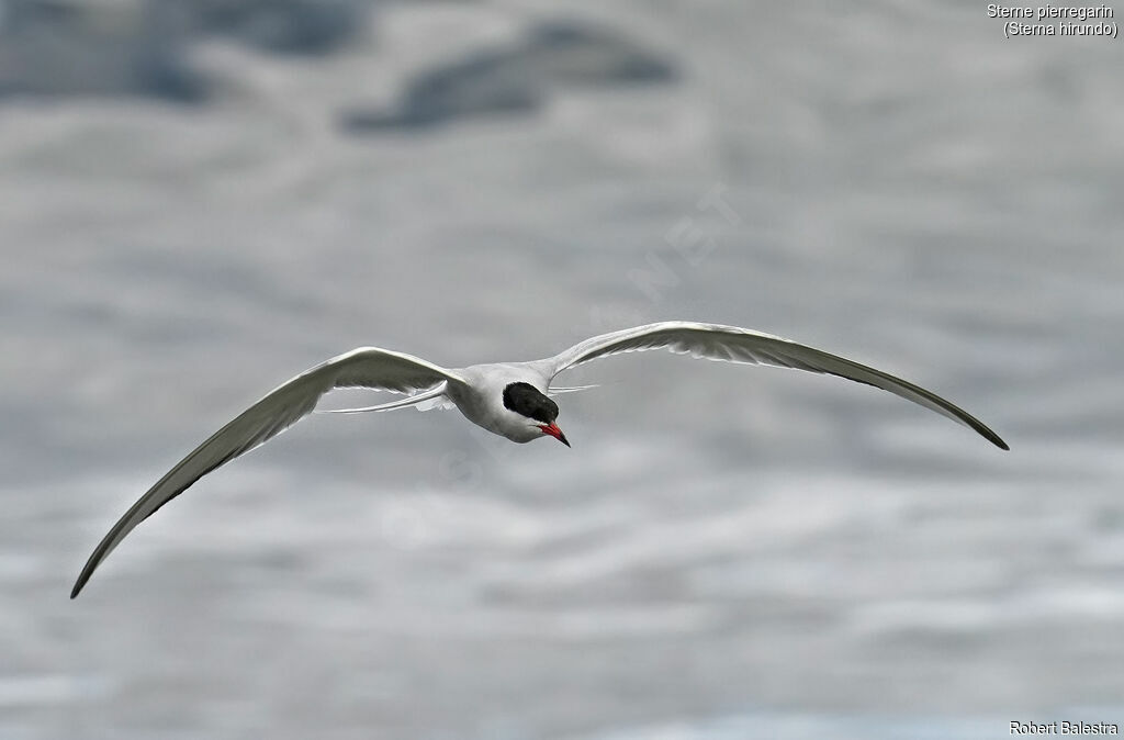 Common Tern