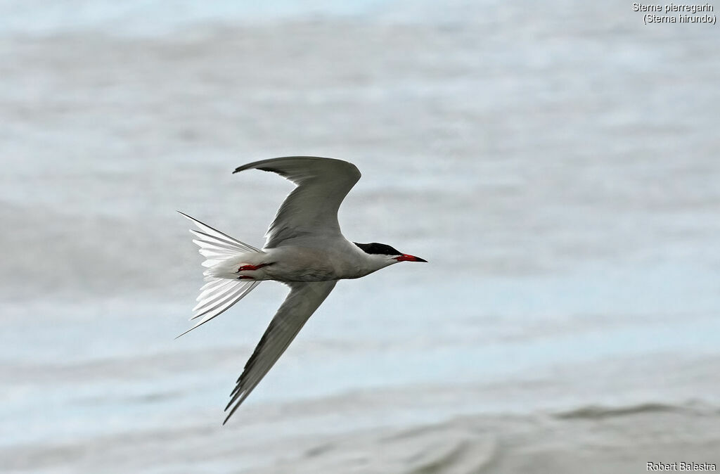 Common Tern