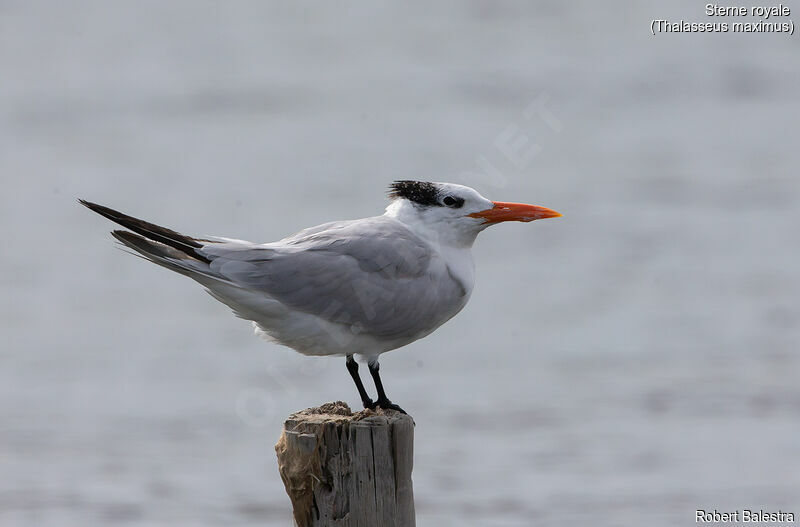 Royal Tern