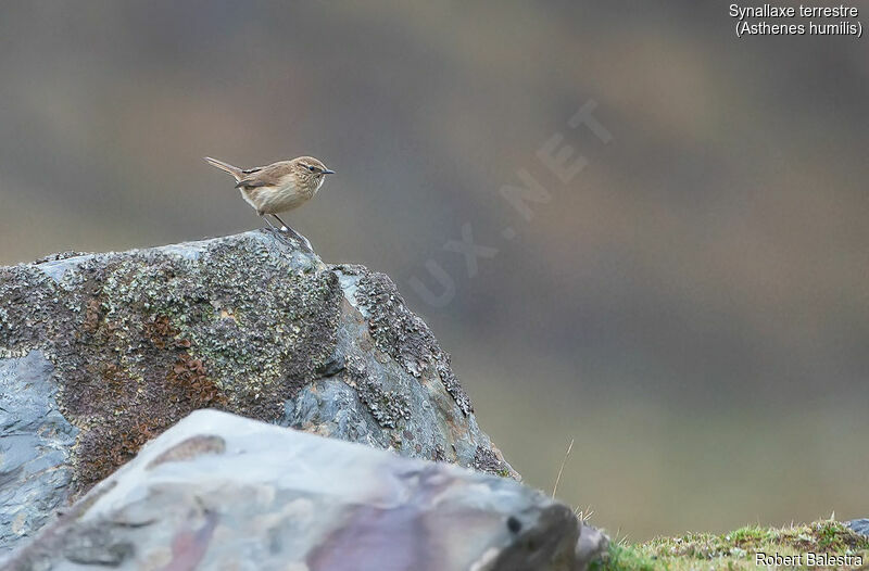 Streak-throated Canastero