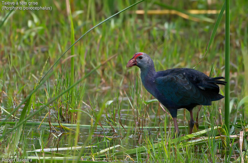 Grey-headed Swamphen