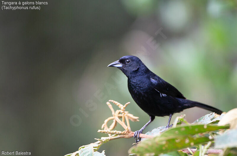 White-lined Tanager