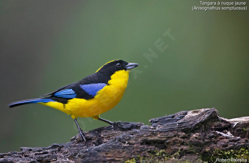 Blue-winged Mountain Tanager