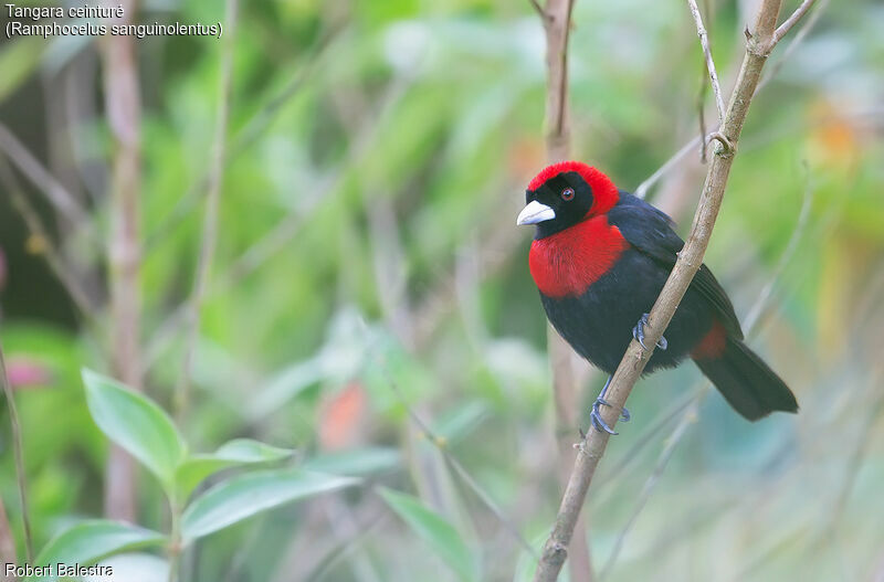 Crimson-collared Tanager