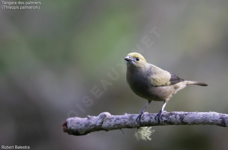 Palm Tanager