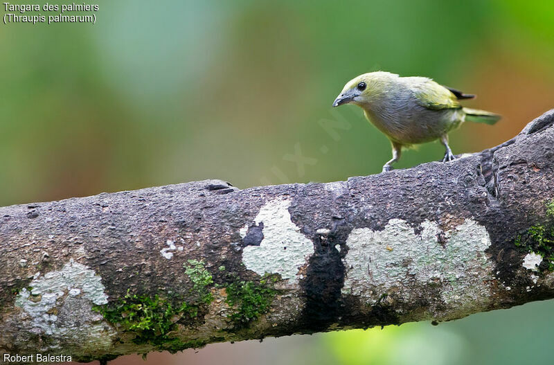 Palm Tanager