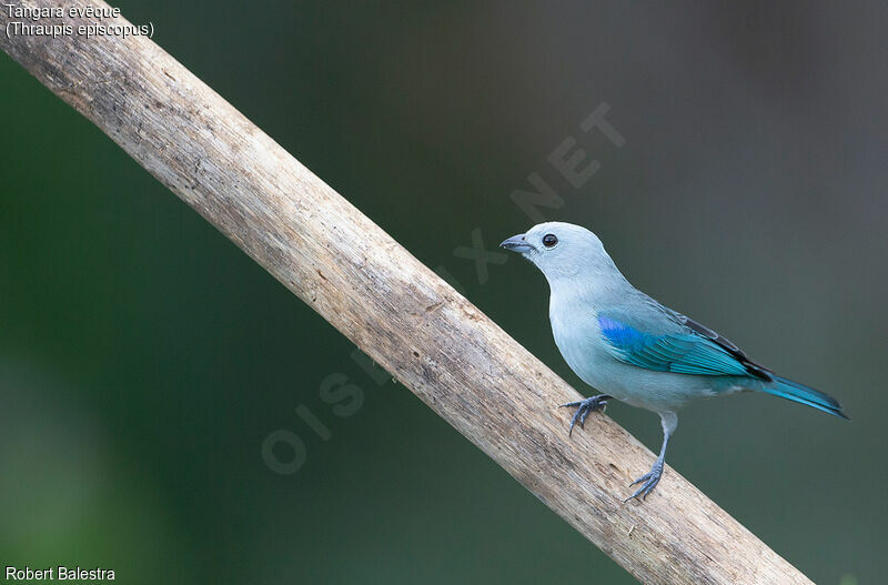 Blue-grey Tanager