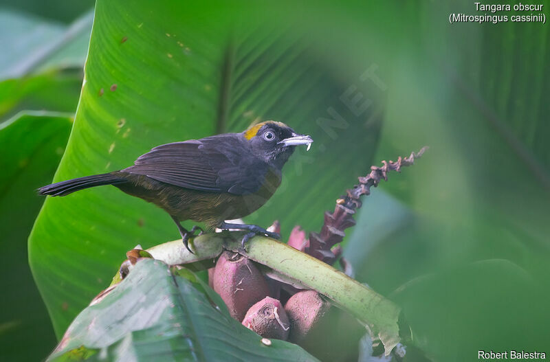 Dusky-faced Tanager