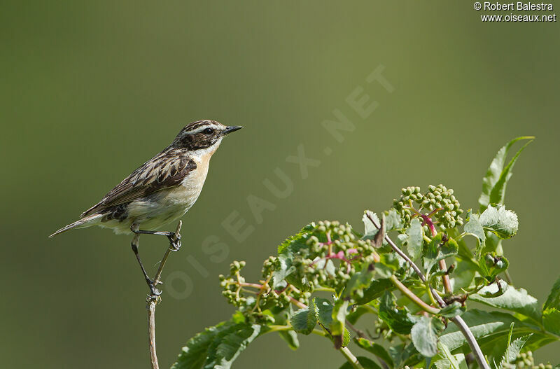 Whinchat male adult