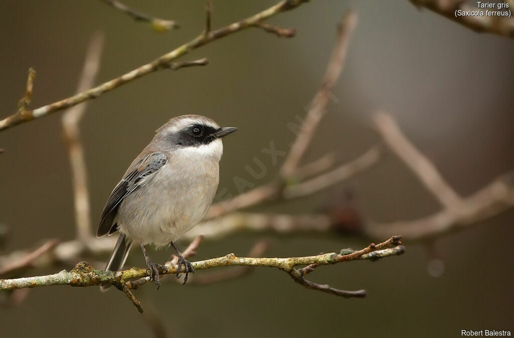 Tarier gris