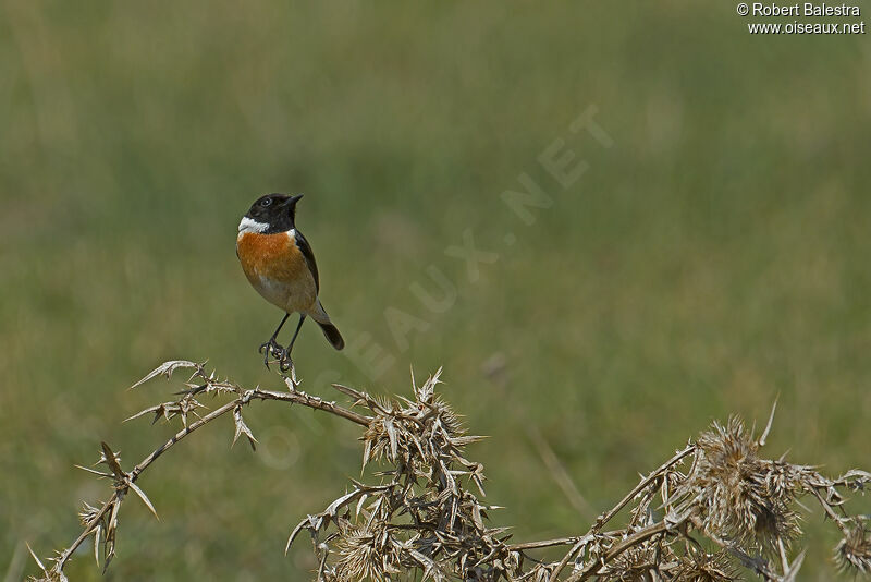 European Stonechat male adult