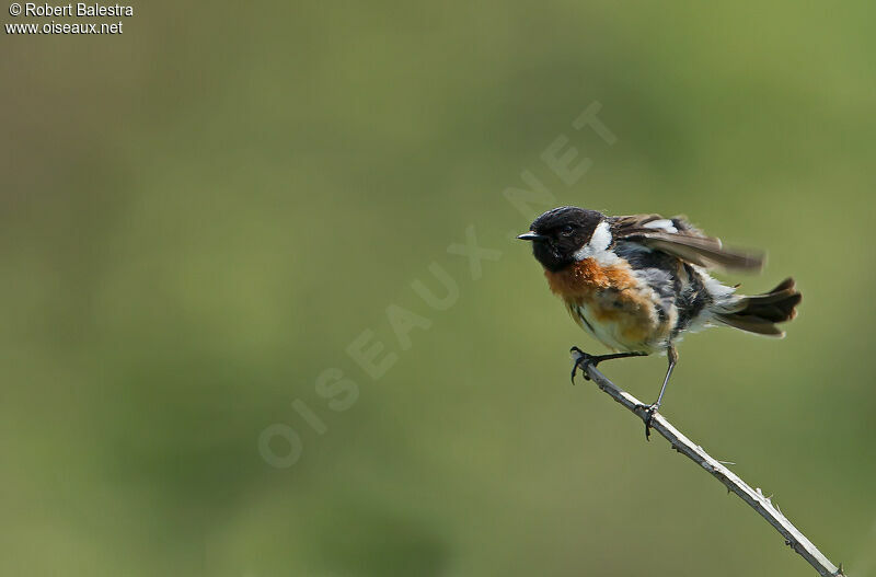 European Stonechat