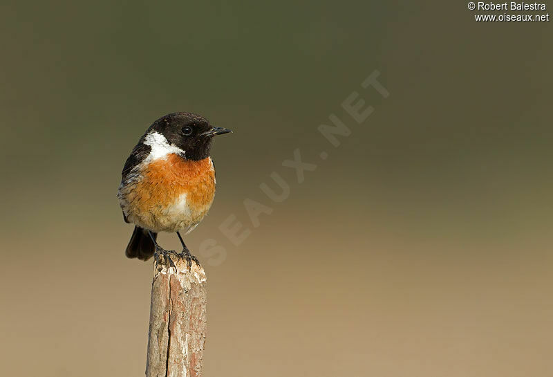 European Stonechat male adult