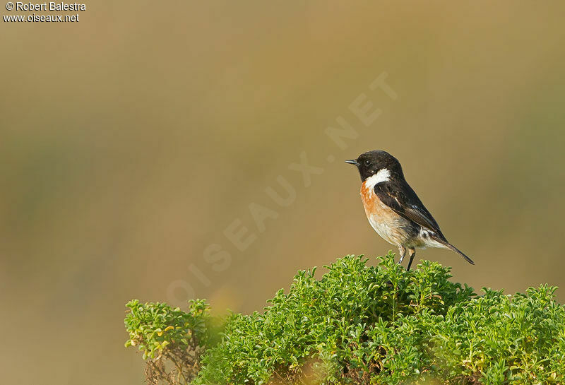 European Stonechat