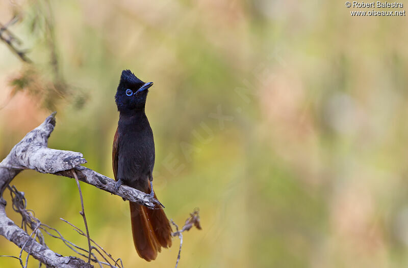 African Paradise Flycatcher female