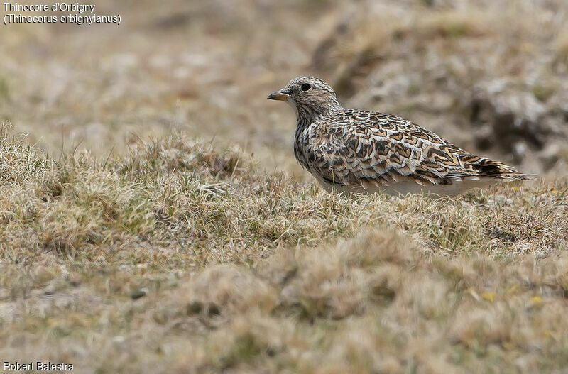 Grey-breasted Seedsnipe female