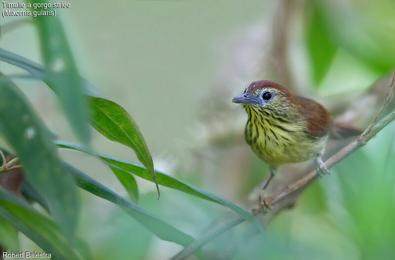 Pin-striped Tit-Babbler