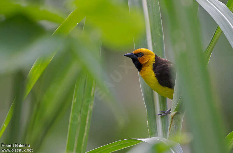 Black-necked Weaver male adult breeding, close-up portrait