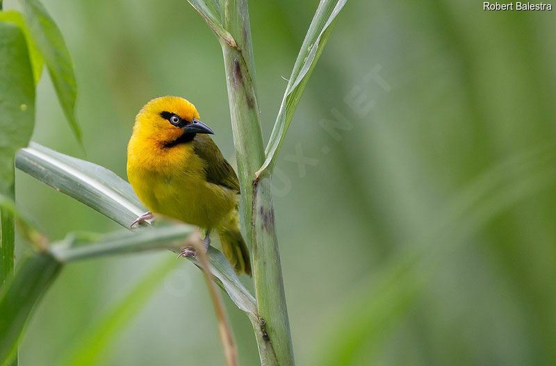 Spectacled Weaver