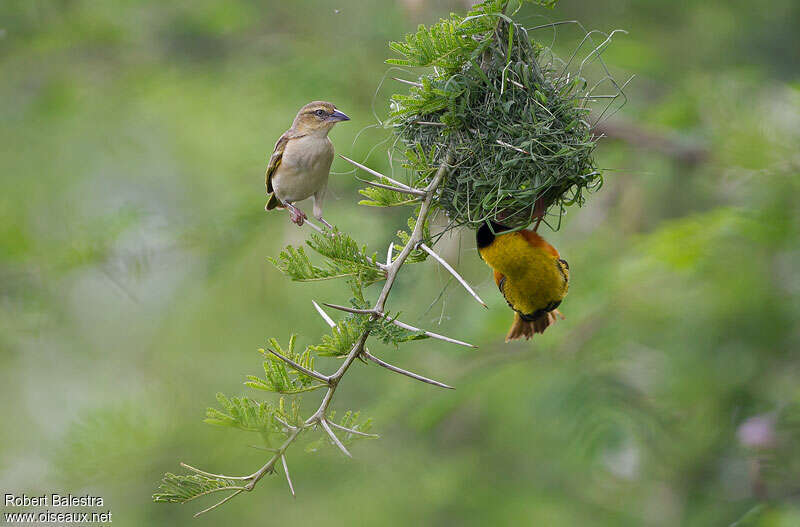 Black-headed Weaveradult breeding, Reproduction-nesting