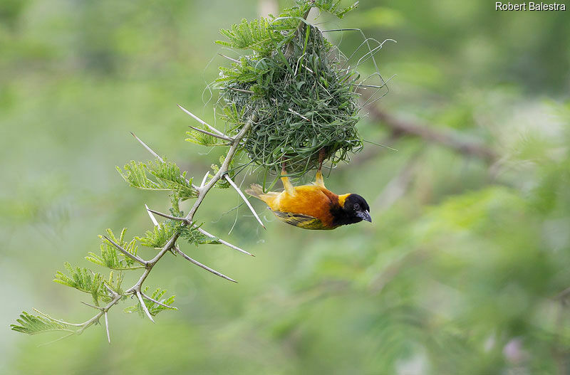 Black-headed Weaver