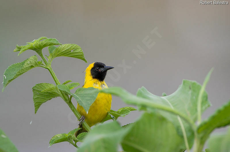 Slender-billed Weaver