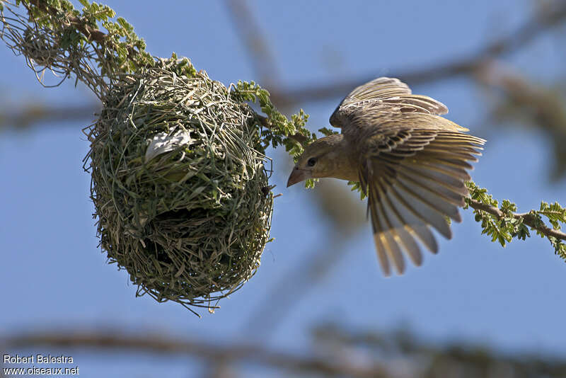 Tisserin de Rüppell femelle adulte, Nidification