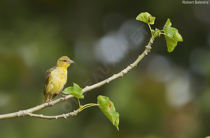 Village Weaver