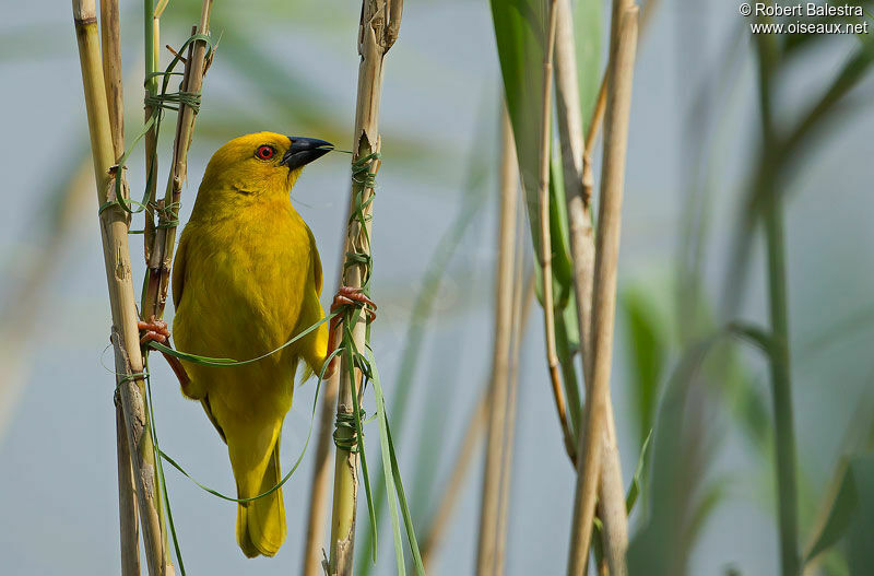 Tisserin jaune mâle adulte