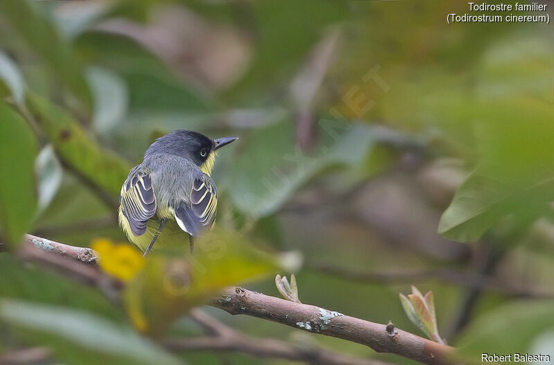 Common Tody-Flycatcher