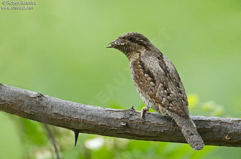 Eurasian Wryneck