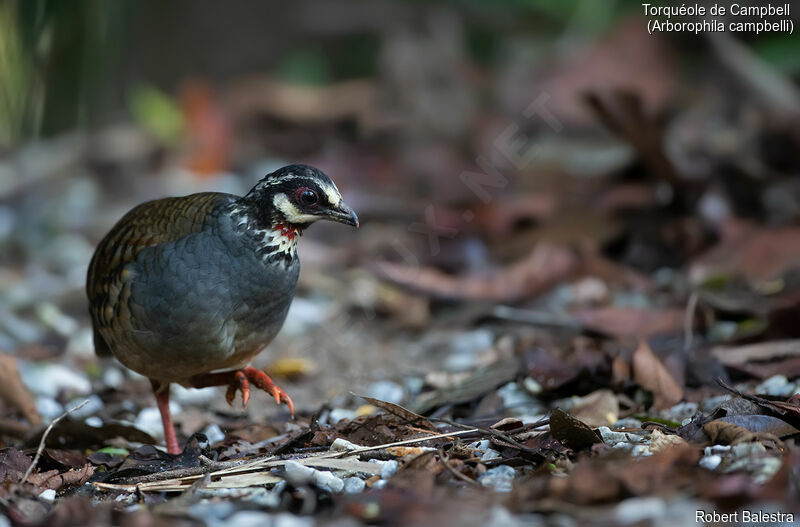 Malayan Partridge