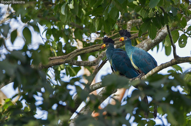 Great Blue Turaco