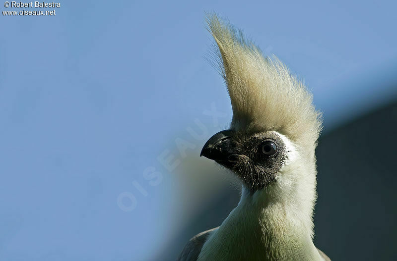 Bare-faced Go-away-bird, close-up portrait