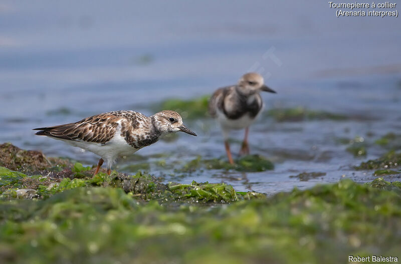 Ruddy Turnstone