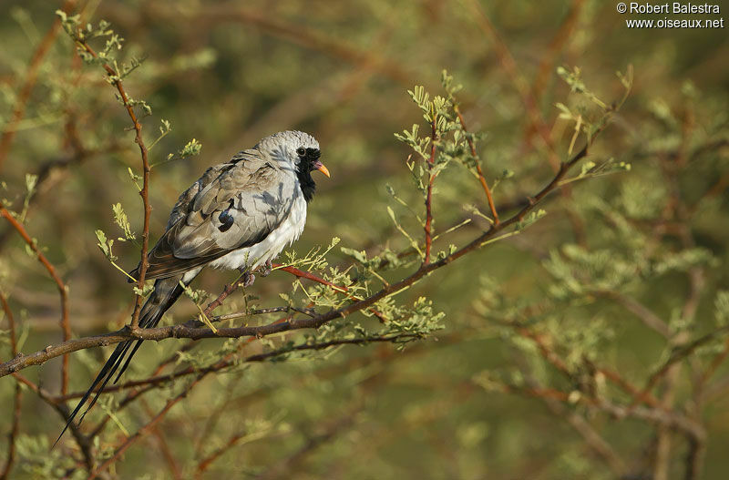 Namaqua Dove