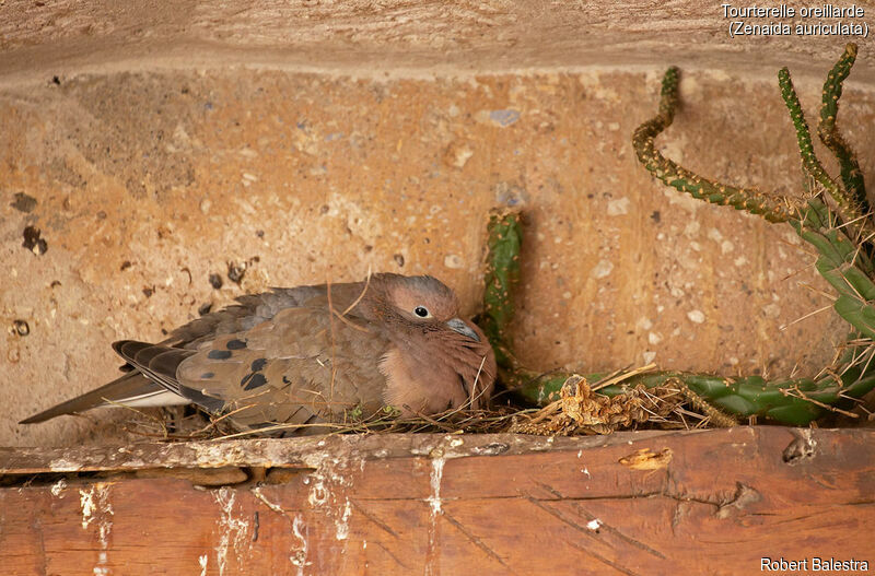 Eared Dove