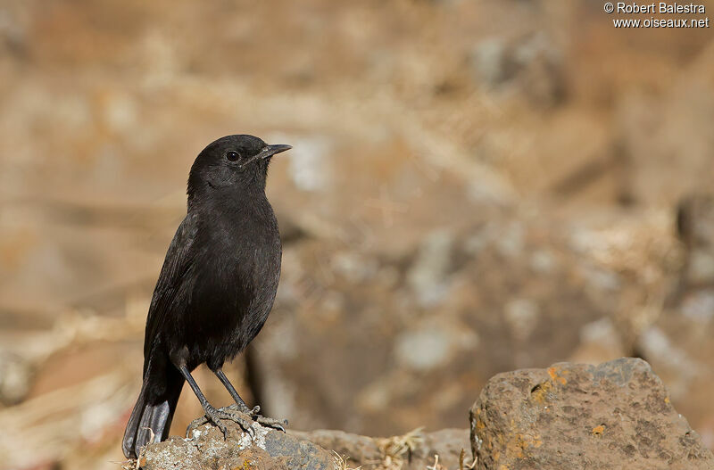 Rüppell's Black Chat