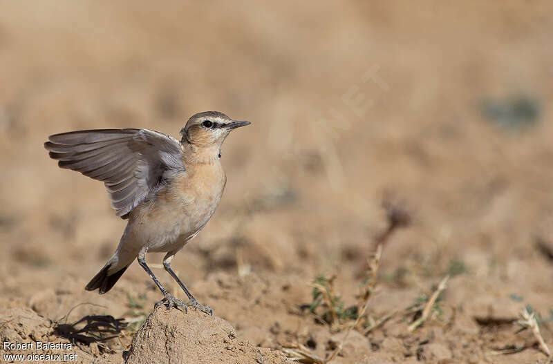 Isabelline Wheatearadult, aspect, pigmentation, Behaviour