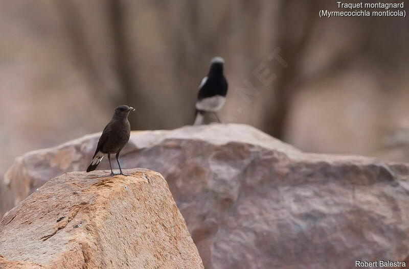 Mountain Wheatear female