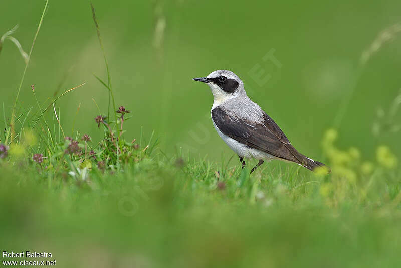 Northern Wheatear male adult breeding, identification