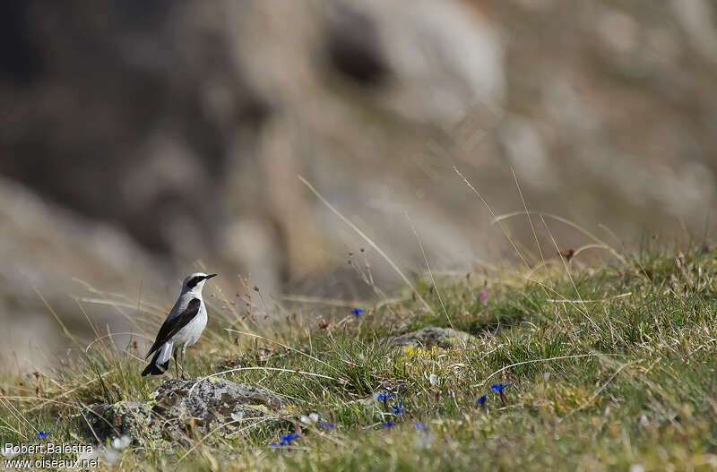 Northern Wheatear male adult breeding, habitat, pigmentation, Behaviour