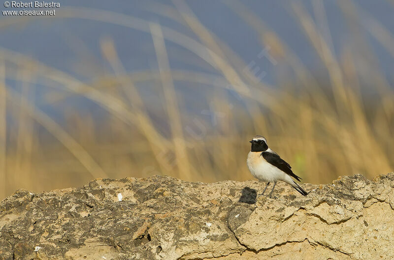 Eastern Black-eared Wheatear