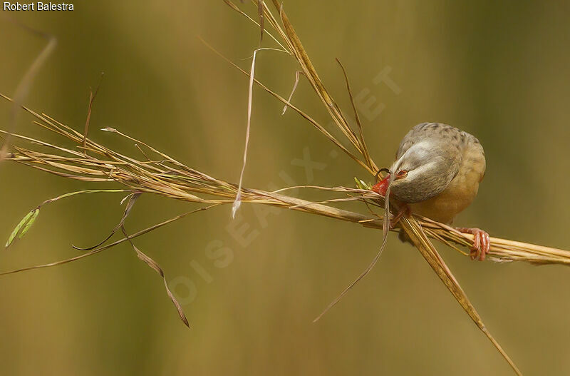 Red-billed Quelea