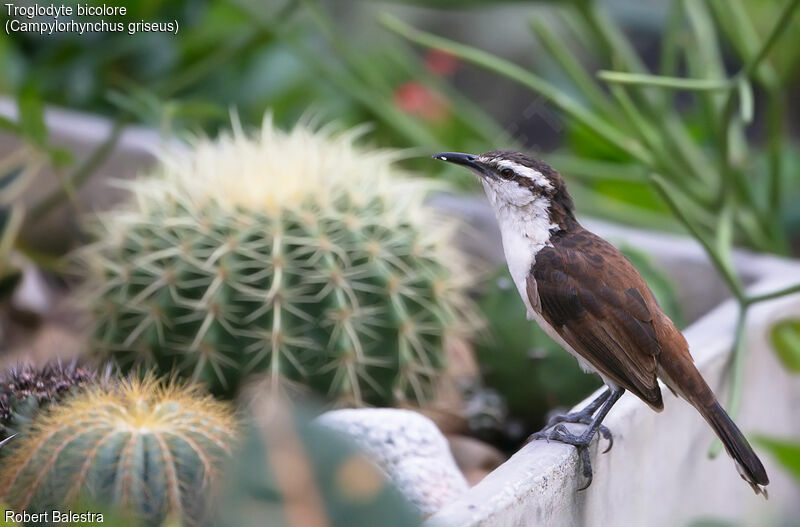 Bicolored Wren