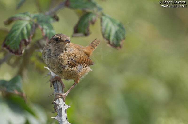 Eurasian Wren